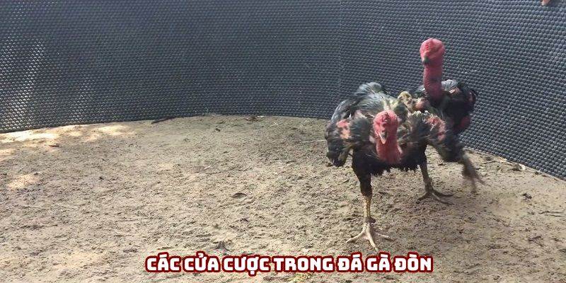 Đá gà đòn bao gồm những kèo cược nào Đá gà đòn bao gồm những kèo cược nào
