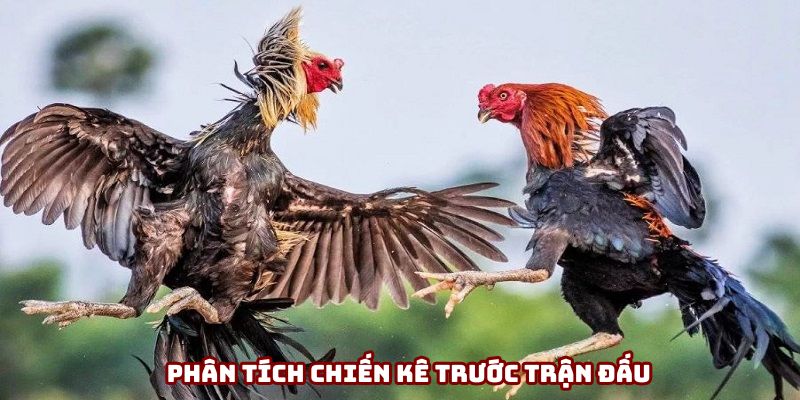 Phân tích sức mạnh chiến kê trước khi vào tiền Phân tích sức mạnh chiến kê trước khi vào tiền