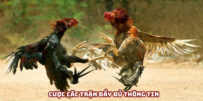 Chọn cược những trận chiến đầy đủ thông tin Chọn cược những trận chiến đầy đủ thông tin