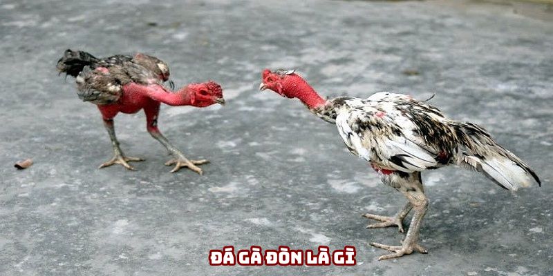 Đá gà đòn dựa vào sức mạnh để giành chiến thắng Đá gà đòn dựa vào sức mạnh để giành chiến thắng
